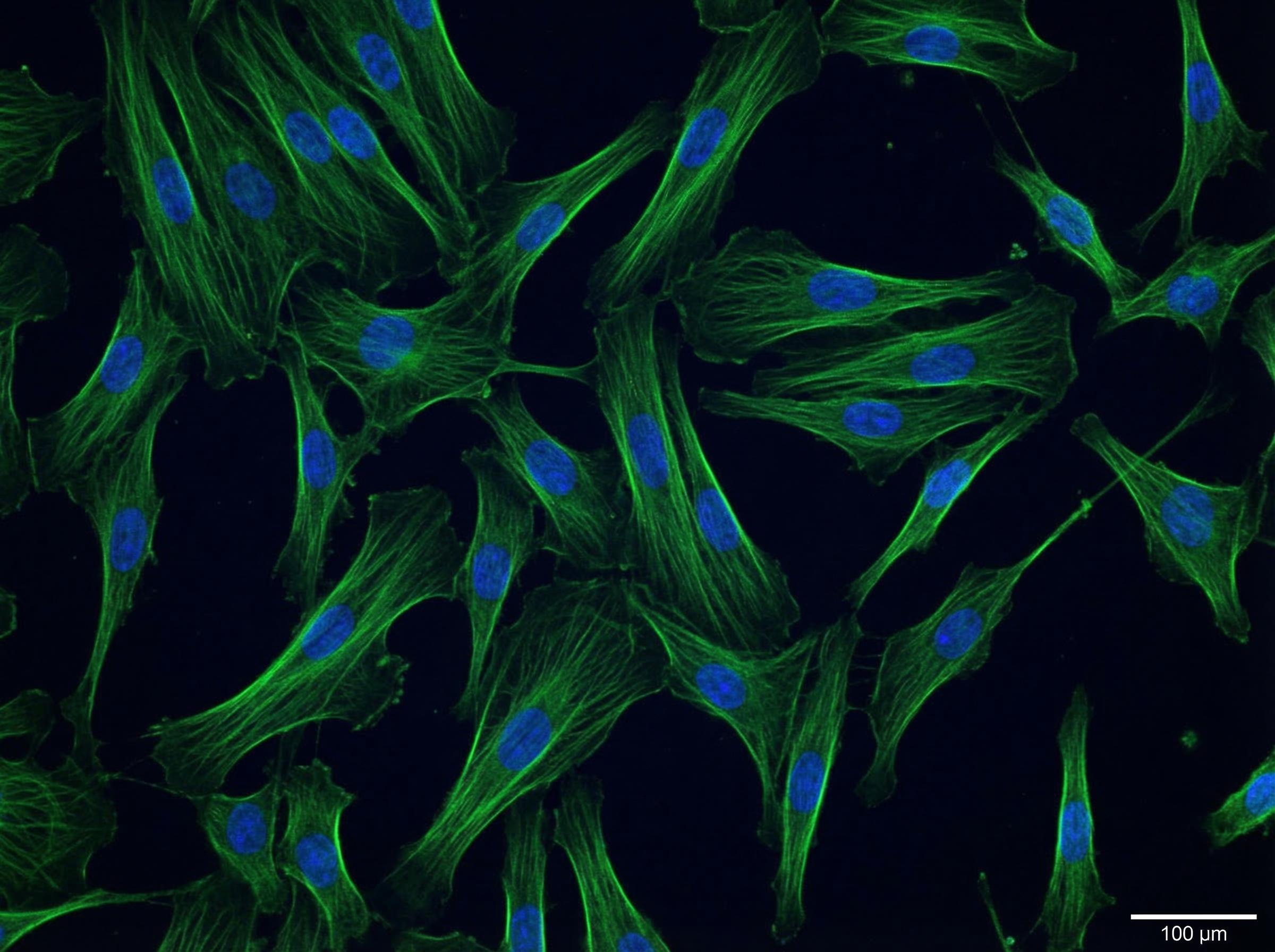 間質幹細胞研究
